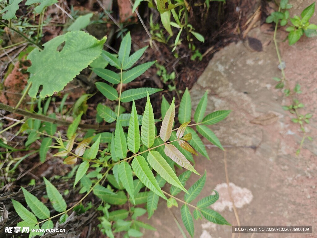 石邊生長的翠綠蕨類植物