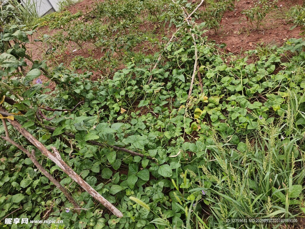 地面繁茂綠植景象