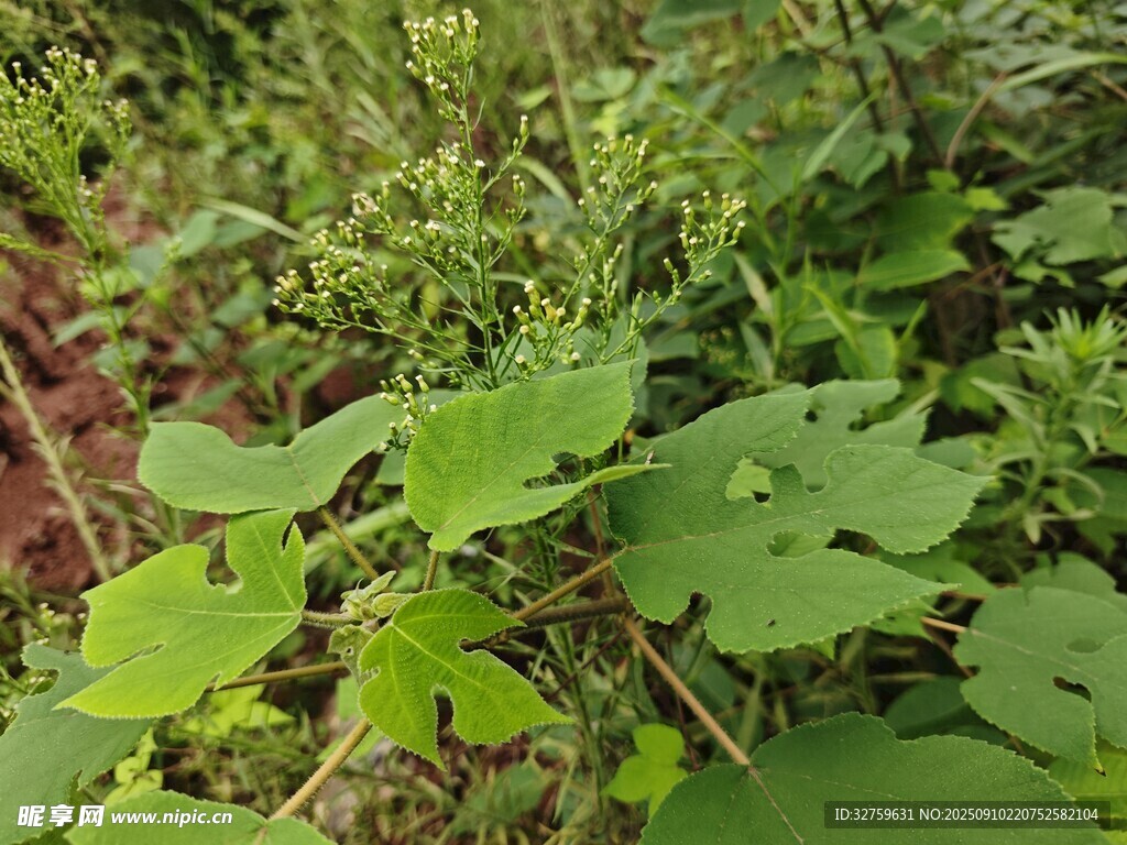 野外繁茂的綠色植物景象