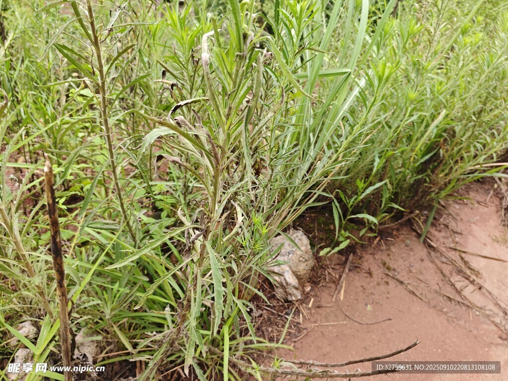 草叢邊的褐色泥土與綠植