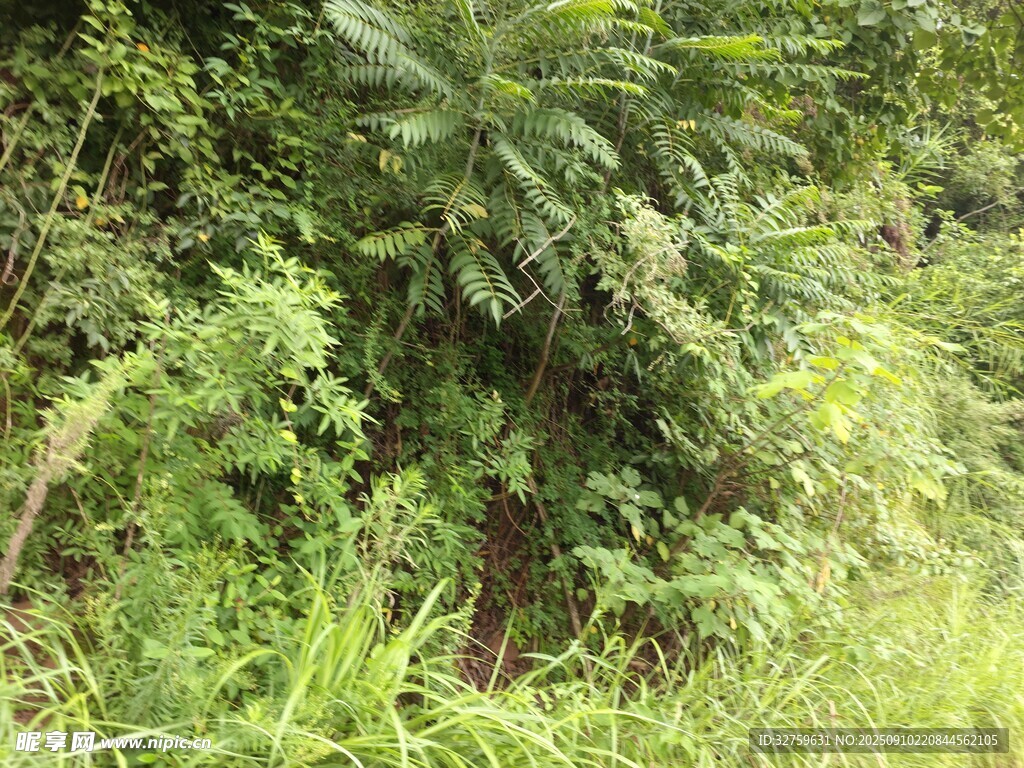 茂密叢林中的綠色植物