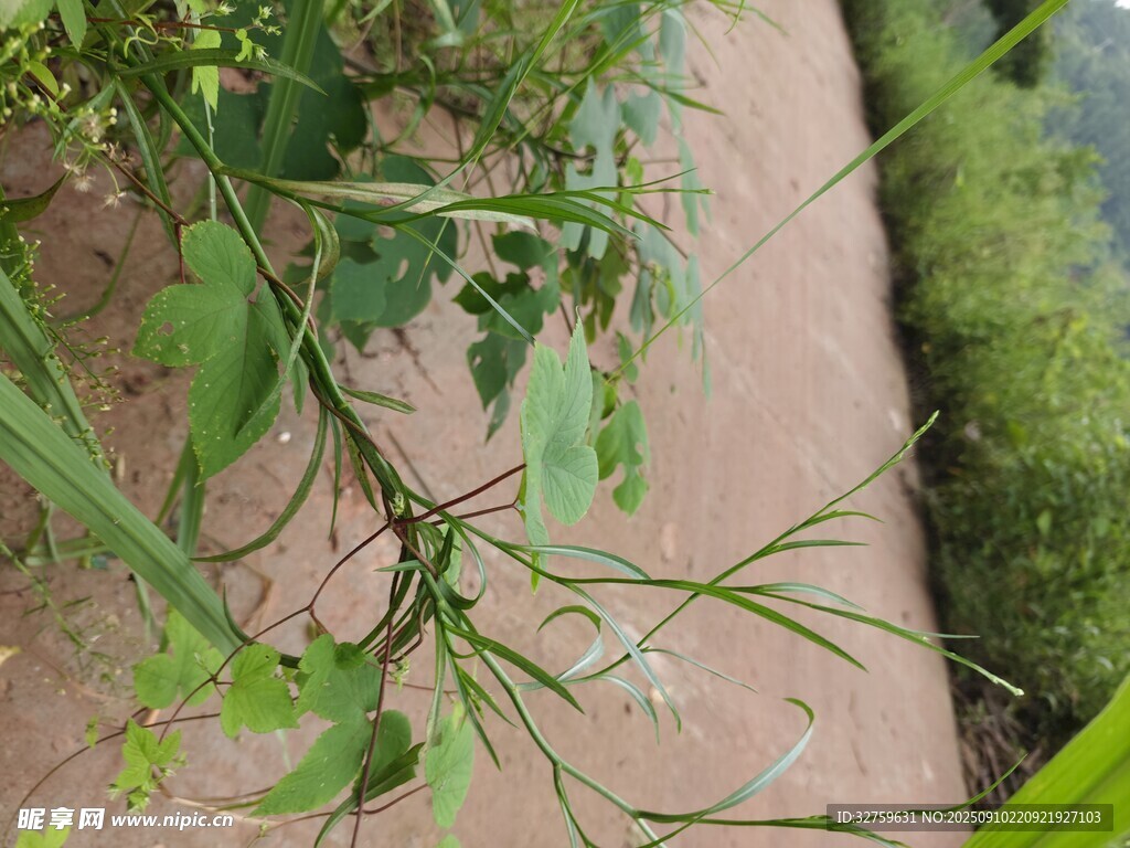 水邊細長綠植特寫