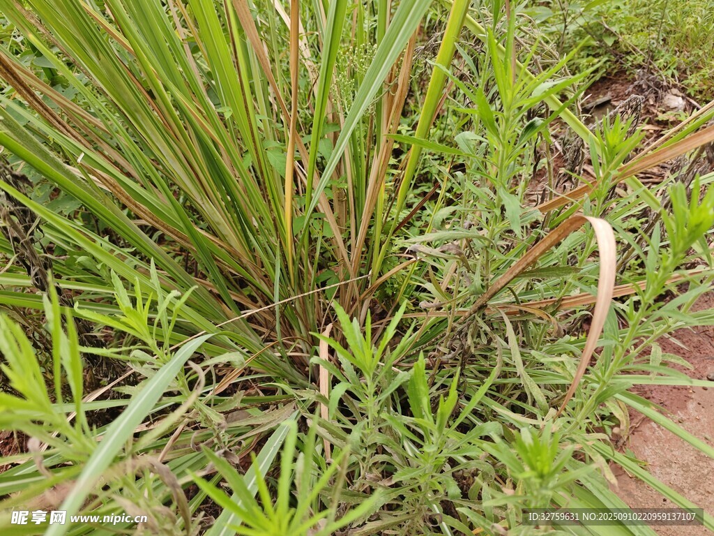 戶外叢生的綠色野草