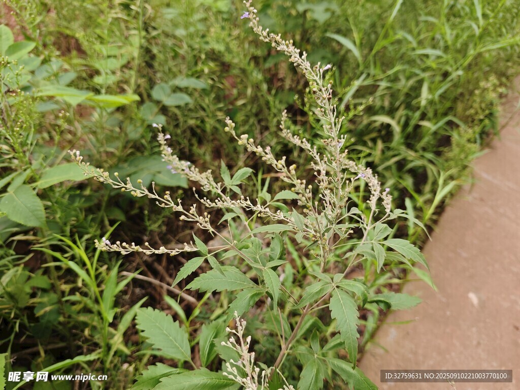 路邊繁茂的綠色植物