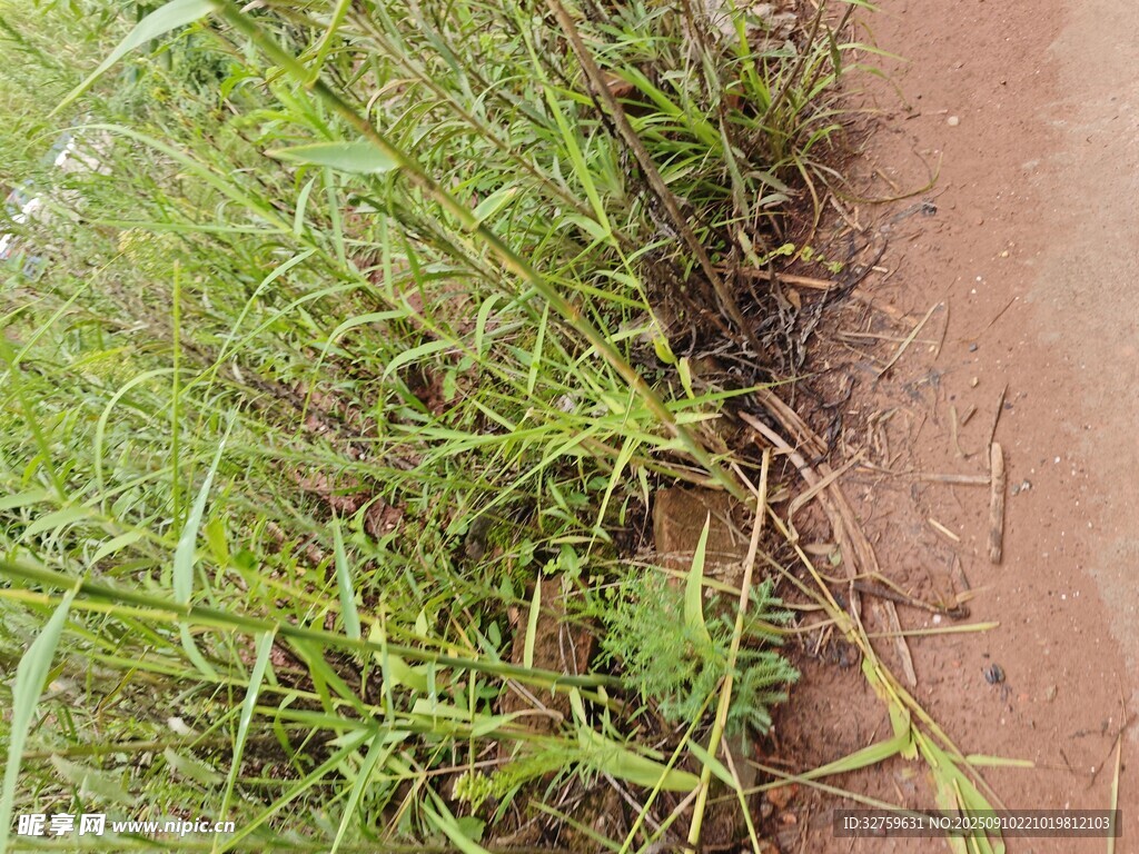 岸邊生長的綠色野草