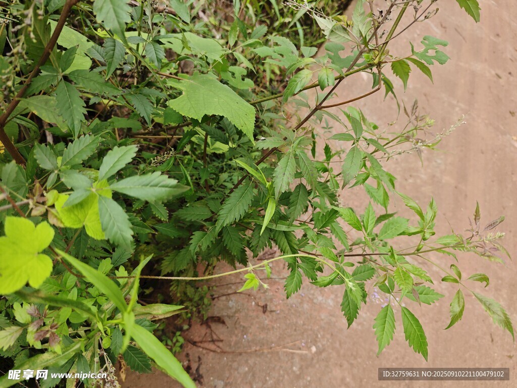 路邊翠綠植物特寫