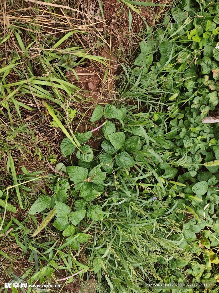 地面上的多樣綠色植物