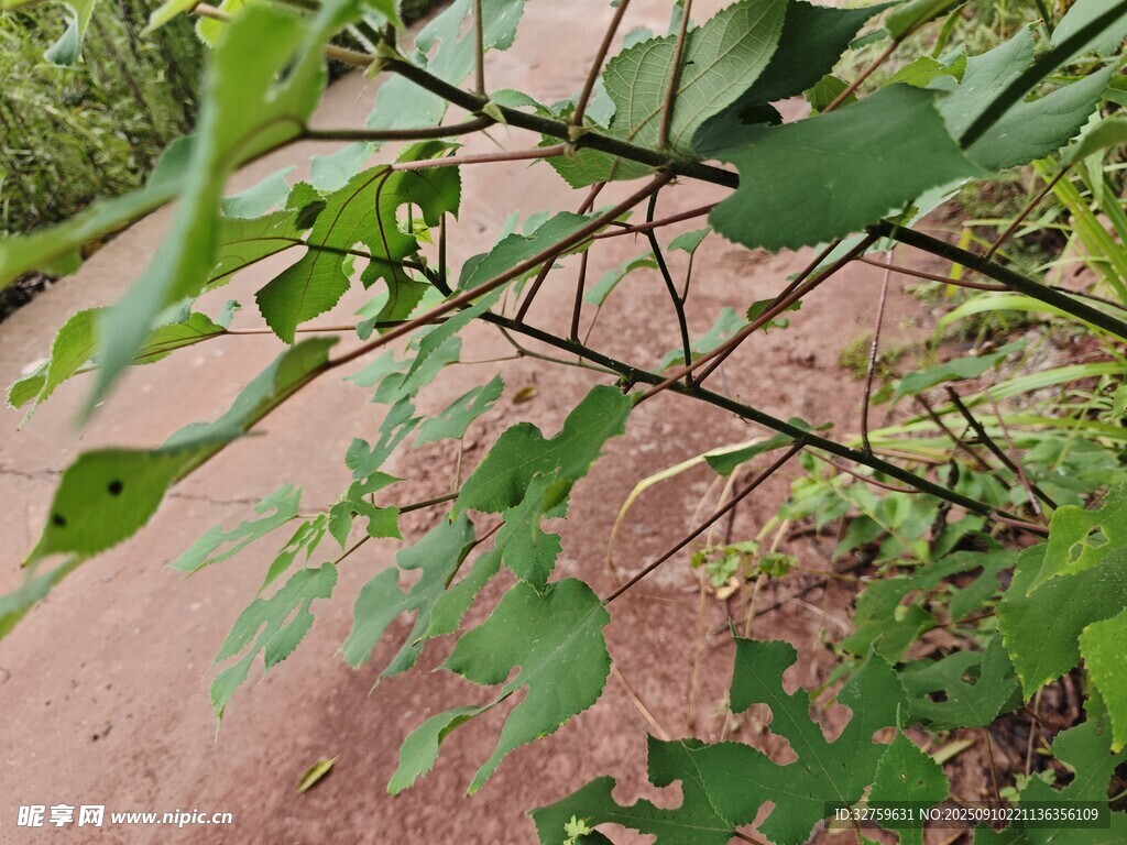 路邊翠綠枝葉特寫