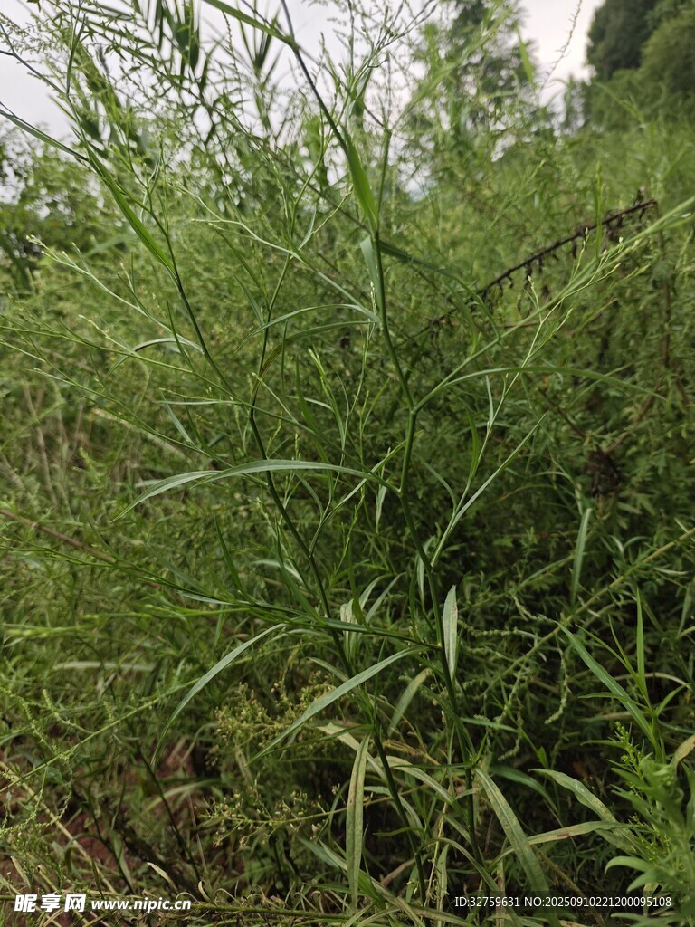 茂盛的綠色草叢