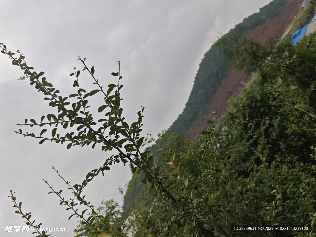 山間彩虹伴綠植