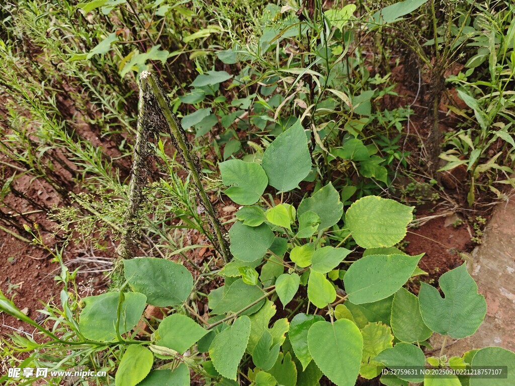 野外叢生的綠色植物