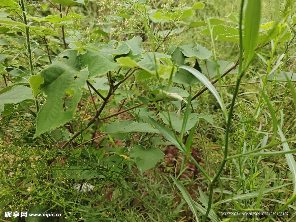 野外繁茂的綠色植物景象