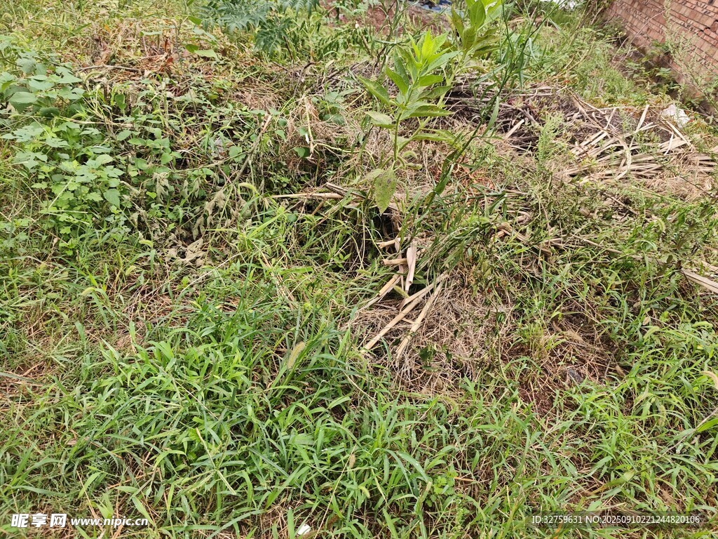 草地中的植物與根系