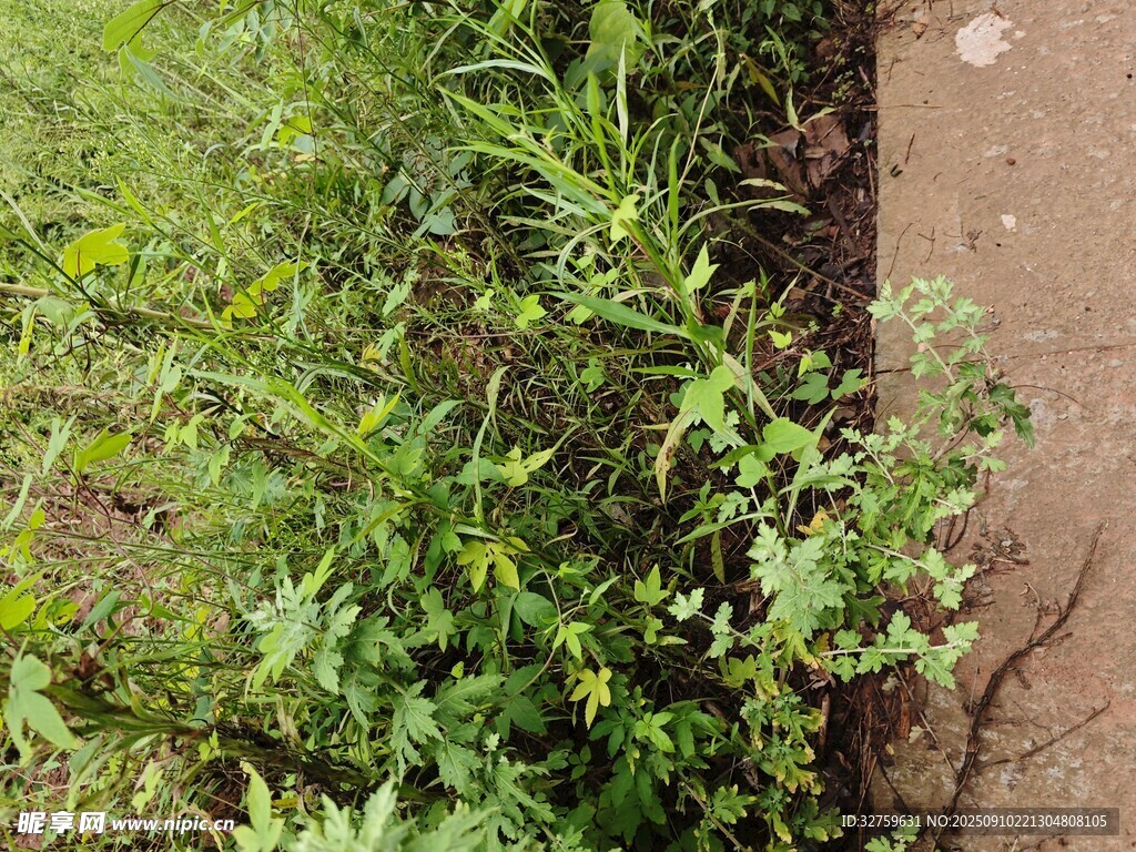 路邊生長的綠色植物