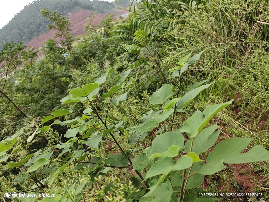 野外繁茂的綠色植物