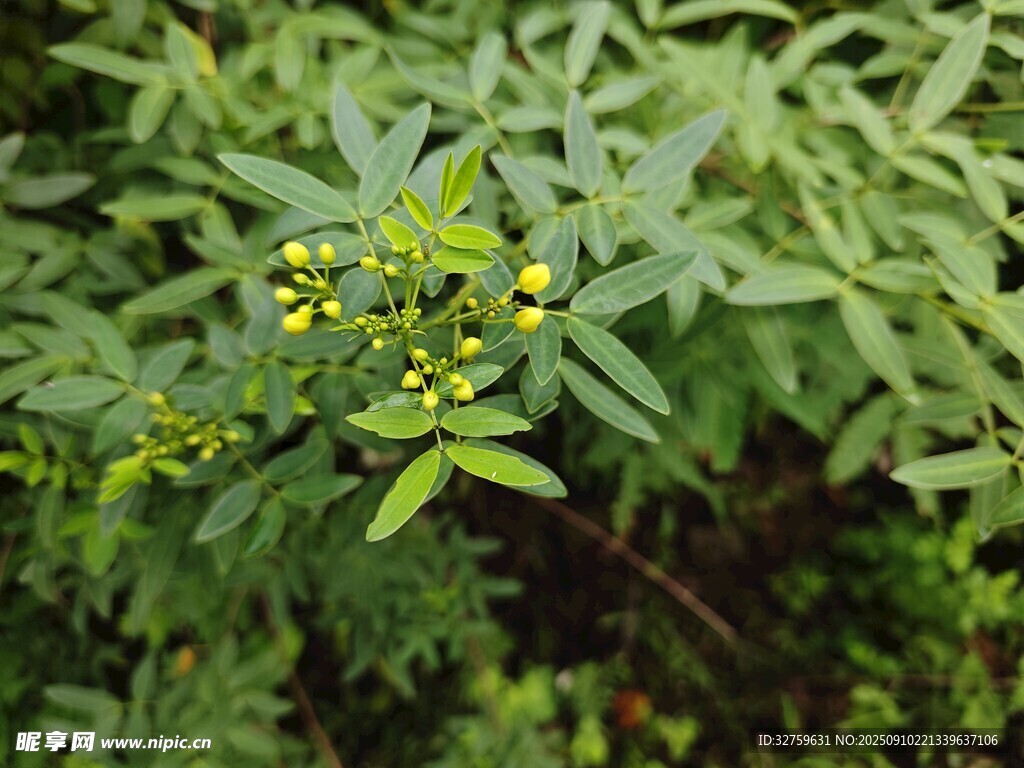 綠葉間的黃色小果