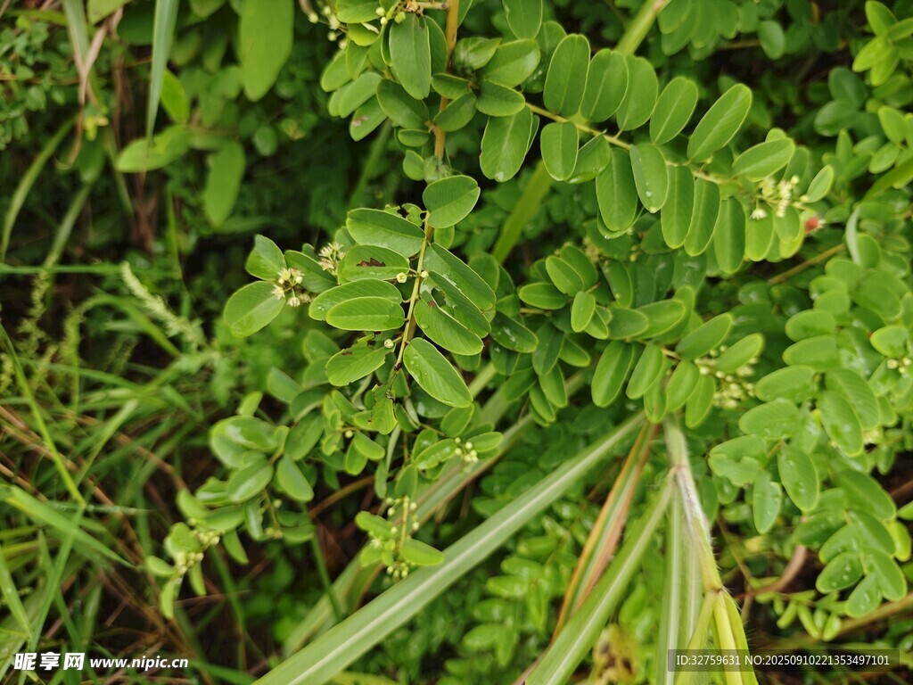 翠綠水生植物特寫