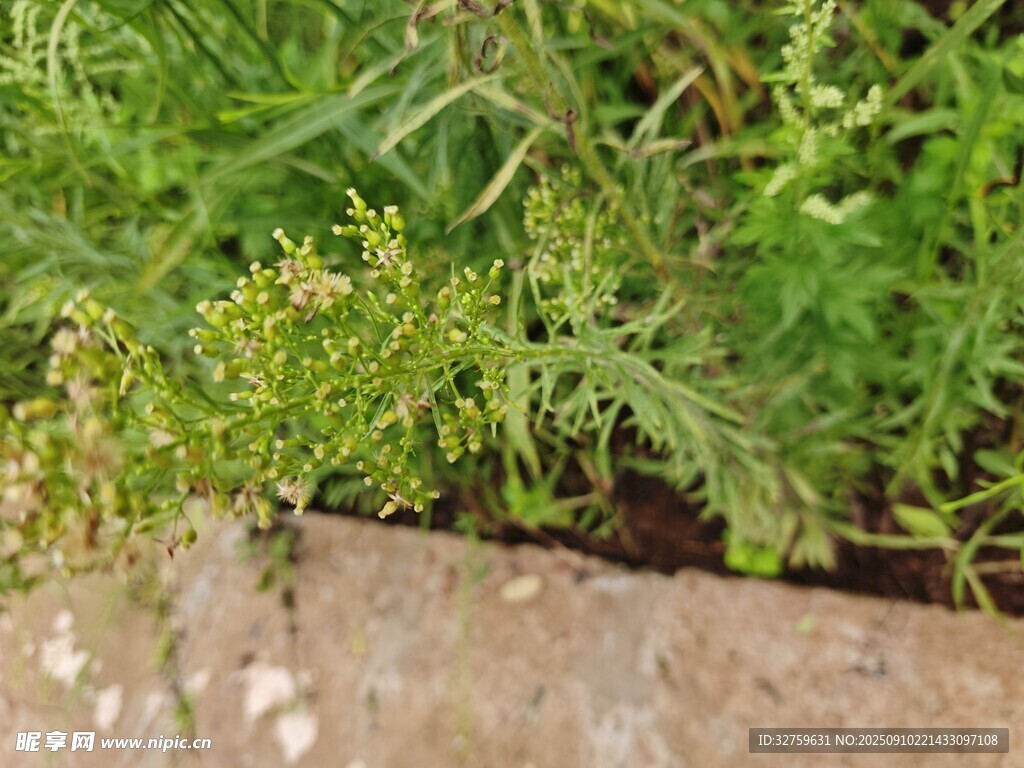 墻邊嫩綠植物生機盎然