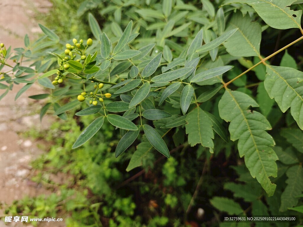 綠葉黃花的植物景觀