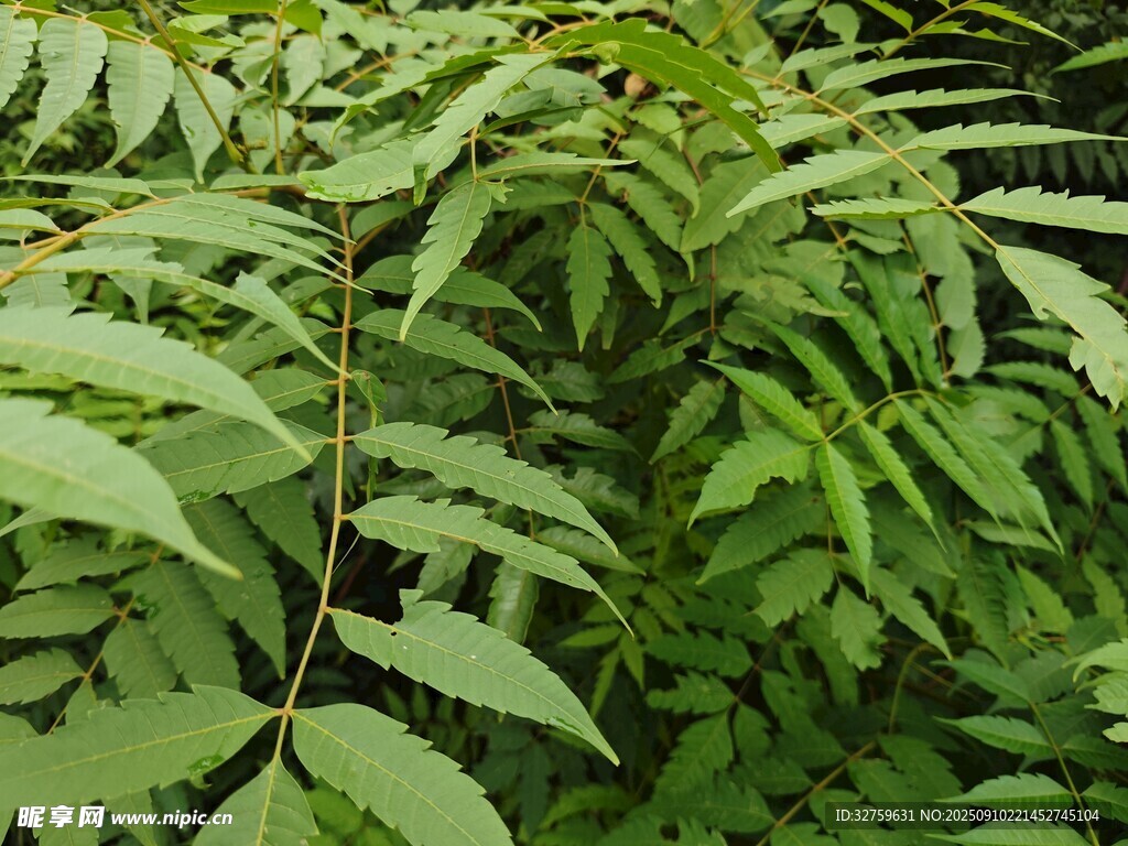 翠綠蕨類植物葉片特寫