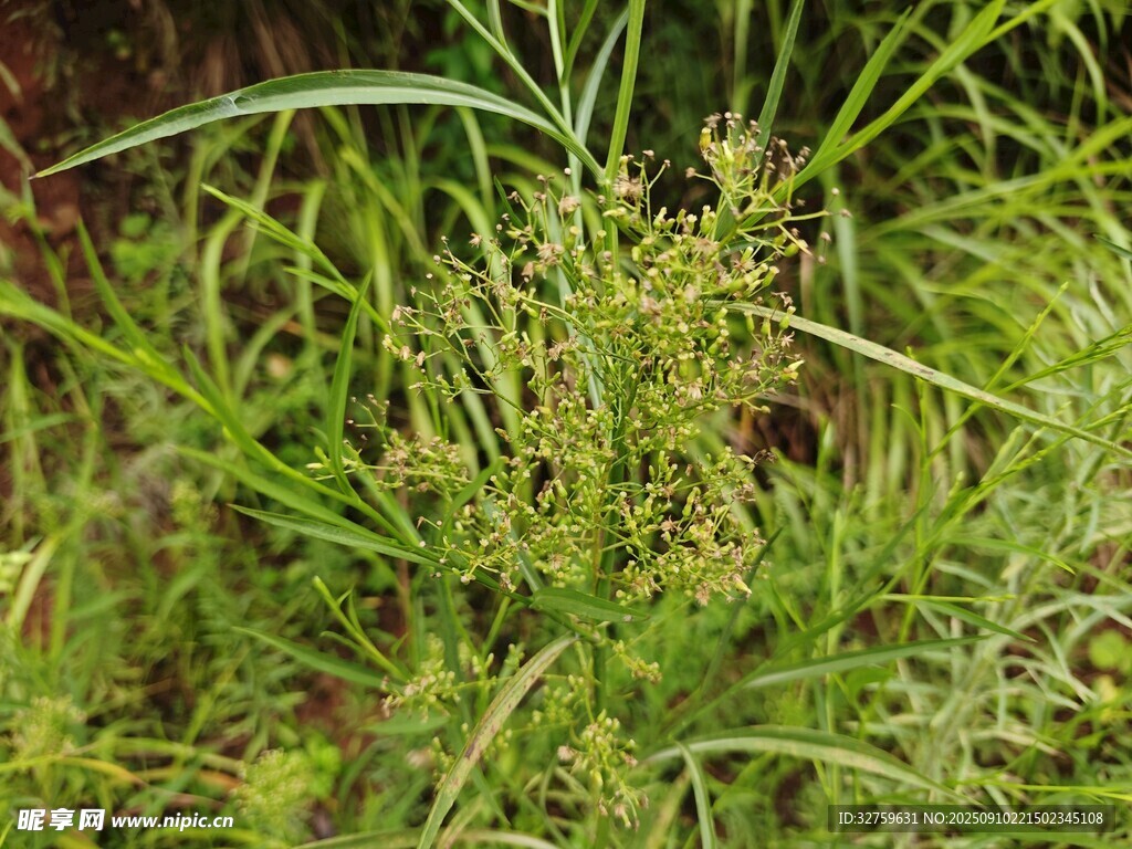 野外叢生的綠色草本植物