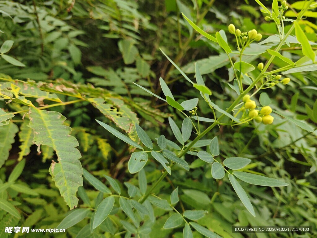 繁茂綠植