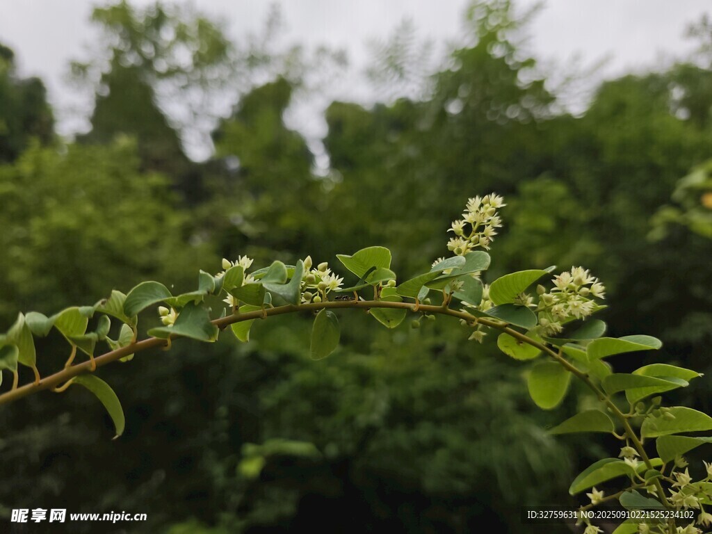 枝頭嫩綠小花初綻