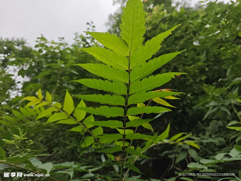 翠綠羽狀葉片的生機(jī)植物