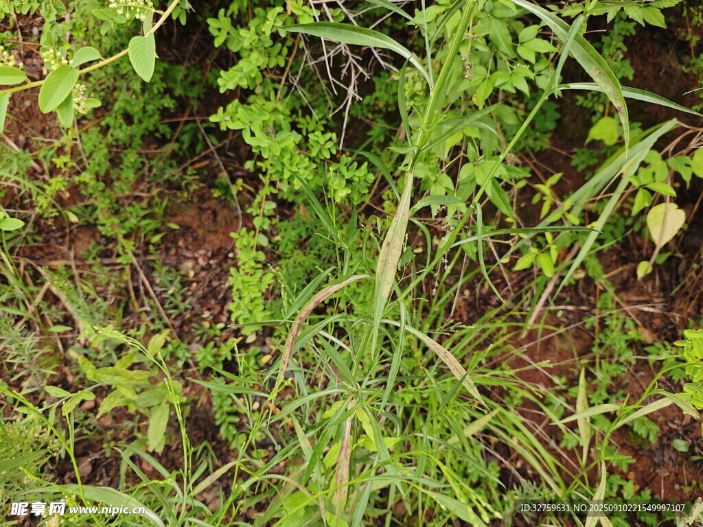野外叢生的綠色植物