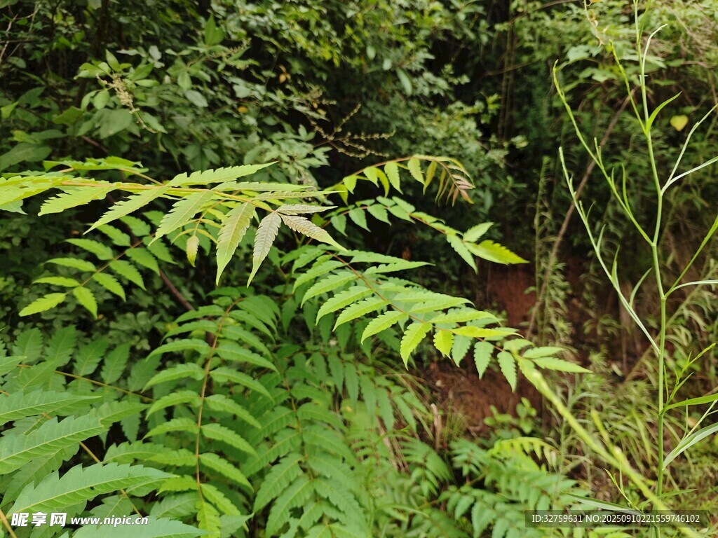 翠綠蕨類植物的自然景致