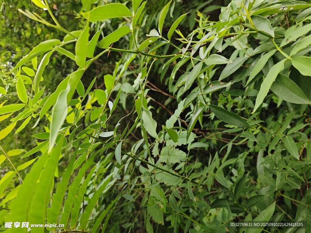 翠綠繁茂的植物景象