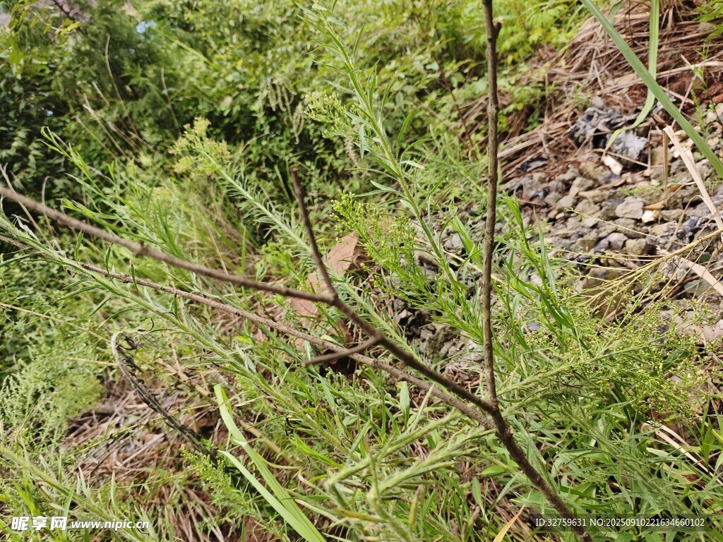 林間繁茂植物景觀