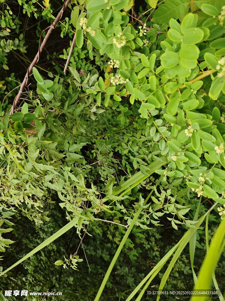 繁茂綠植特寫