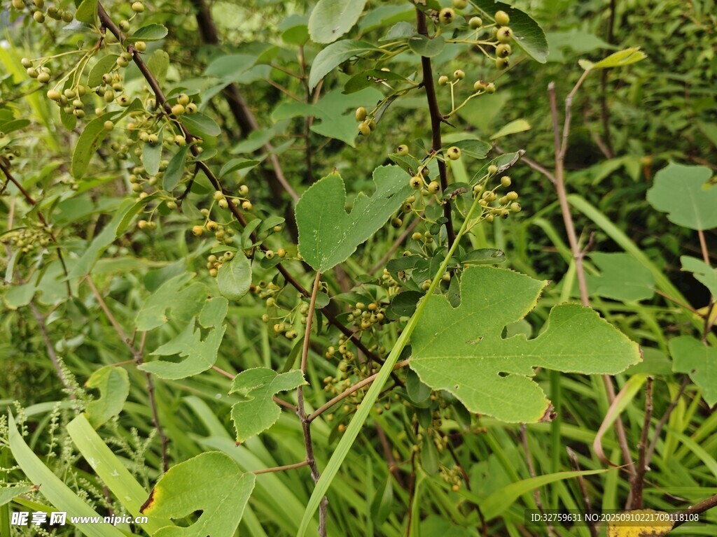 野外繁茂的綠色植物景象
