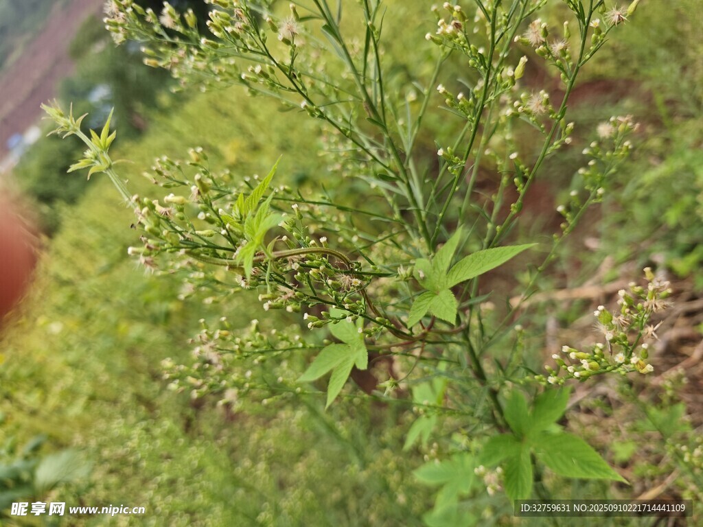 野外生長的綠色植物