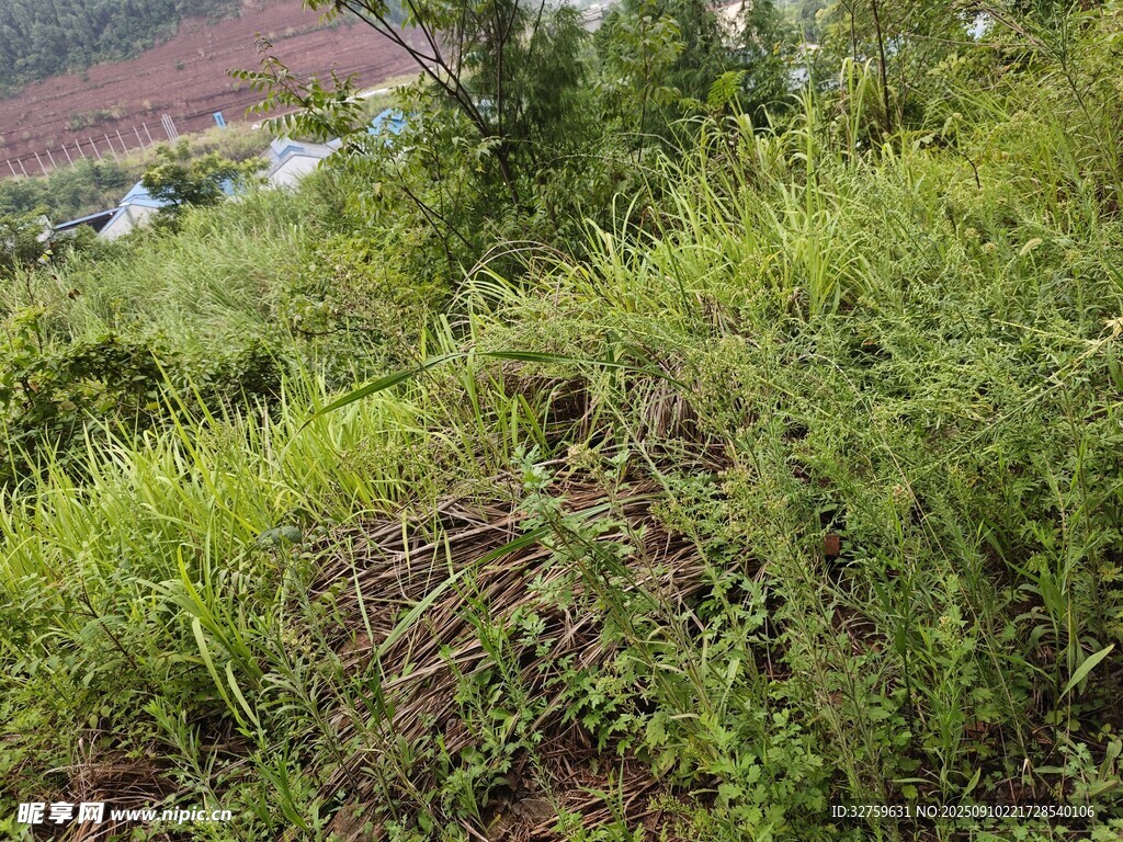 山坡上的繁茂綠色植被