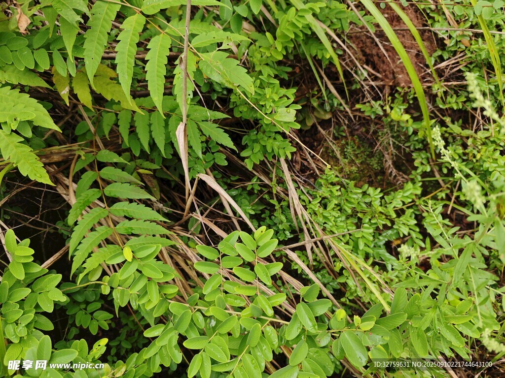 翠綠蕨類(lèi)植物特寫(xiě)