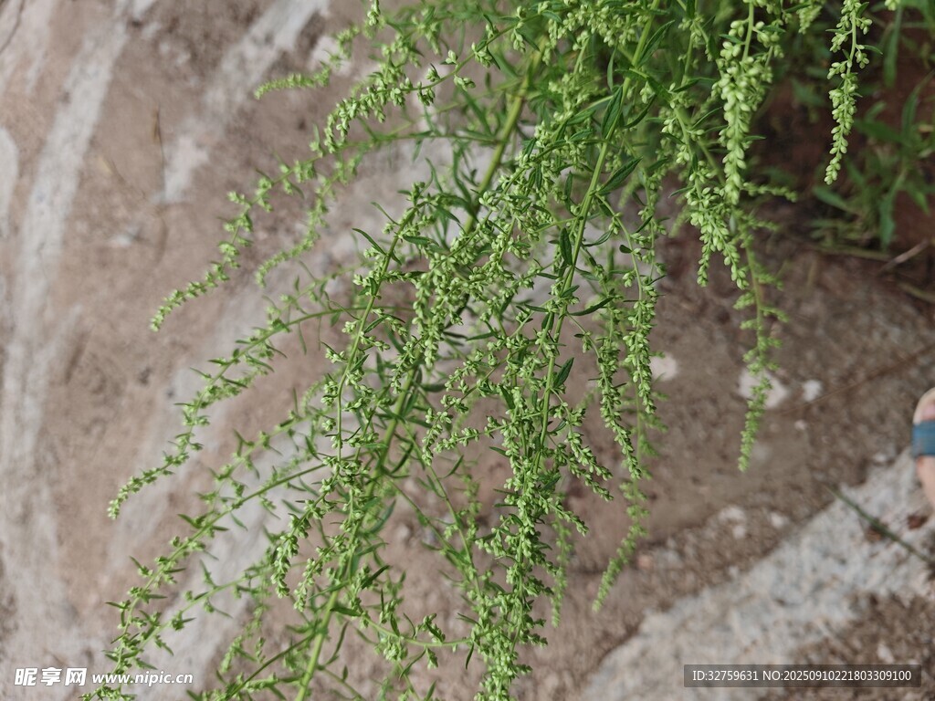 垂掛綠植展現(xiàn)自然生機(jī)