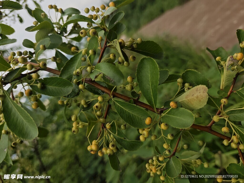 枝頭綠葉間的黃色小花