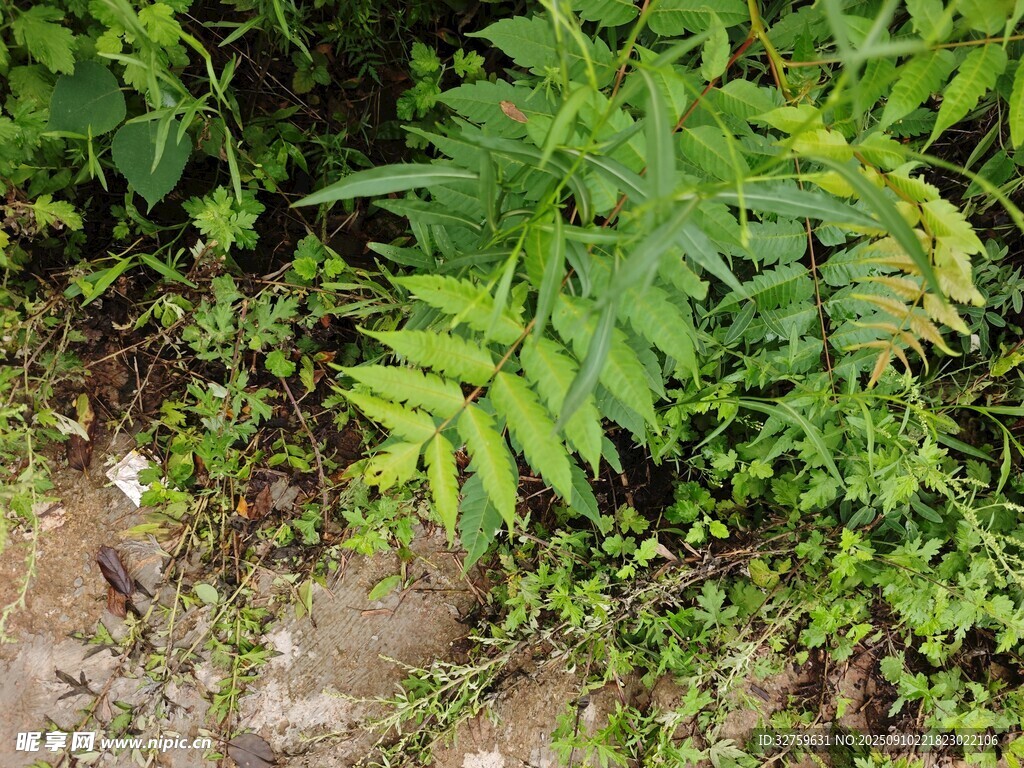 綠葉繁茂的自然植物景象