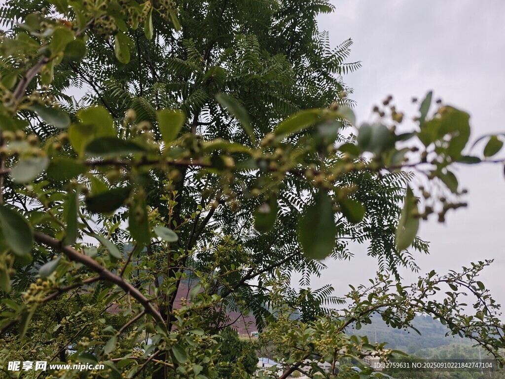枝葉繁茂的樹木景觀