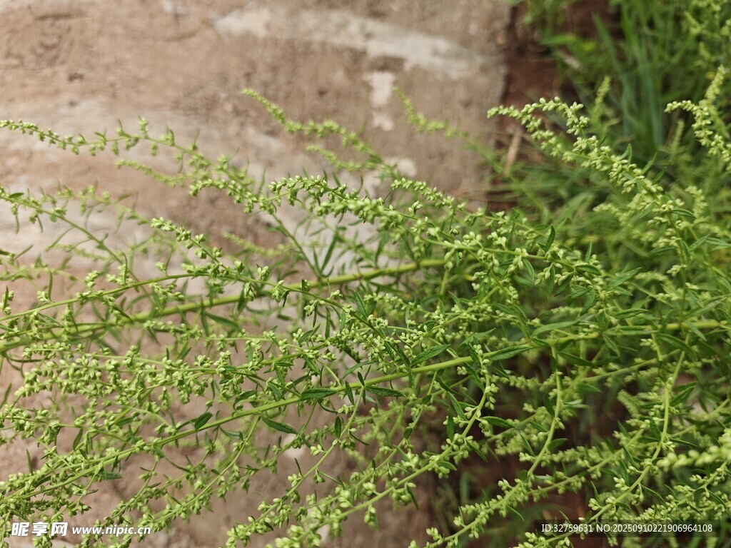 墻邊翠綠植物特寫