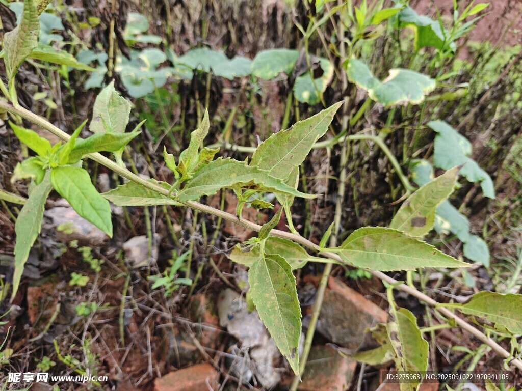 綠葉植物盆栽特寫