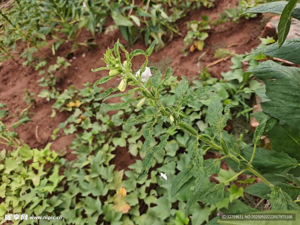 農(nóng)田中的綠色植物景象