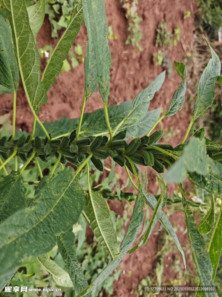 農(nóng)田中的綠色植物景象