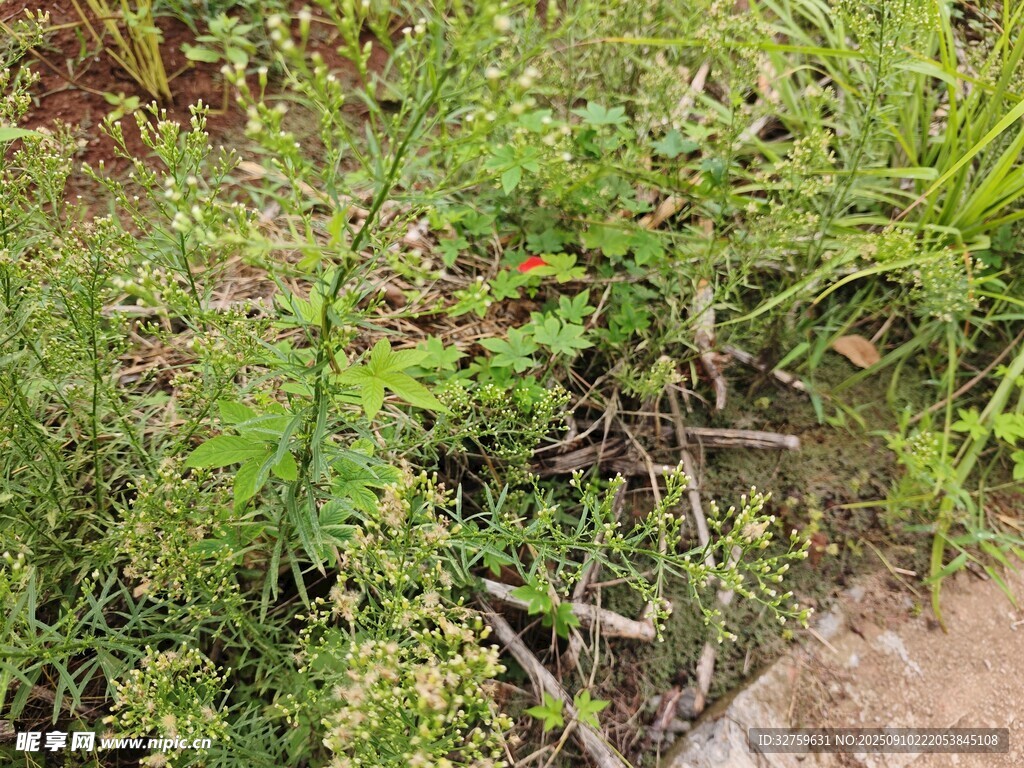 野外叢生的綠色植物