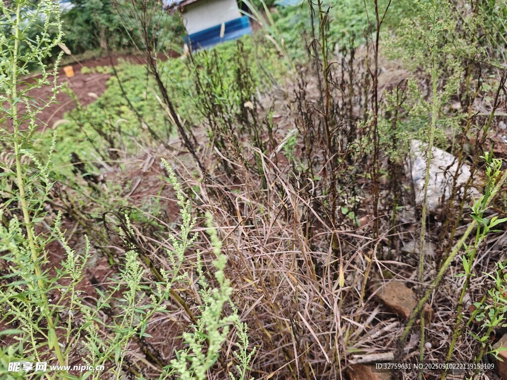 野外雜草叢生的自然場景
