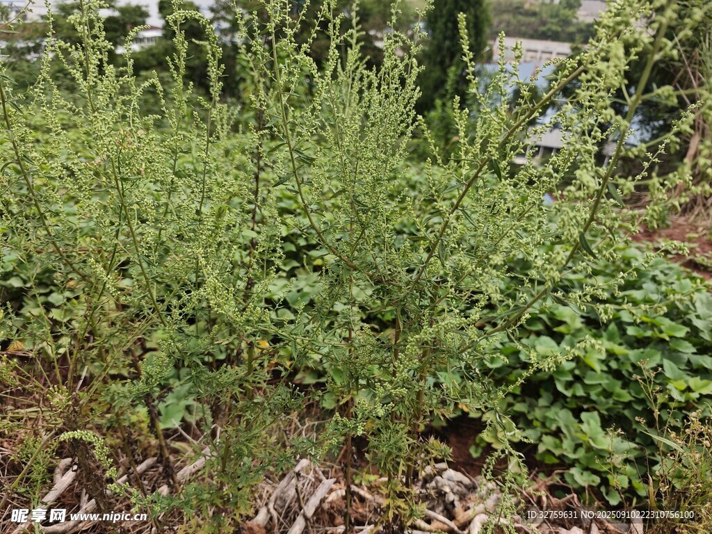 戶外繁茂綠植景觀