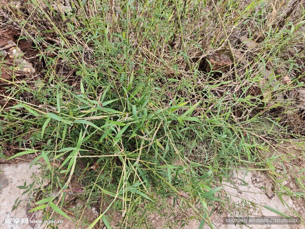野外叢生的綠色雜草