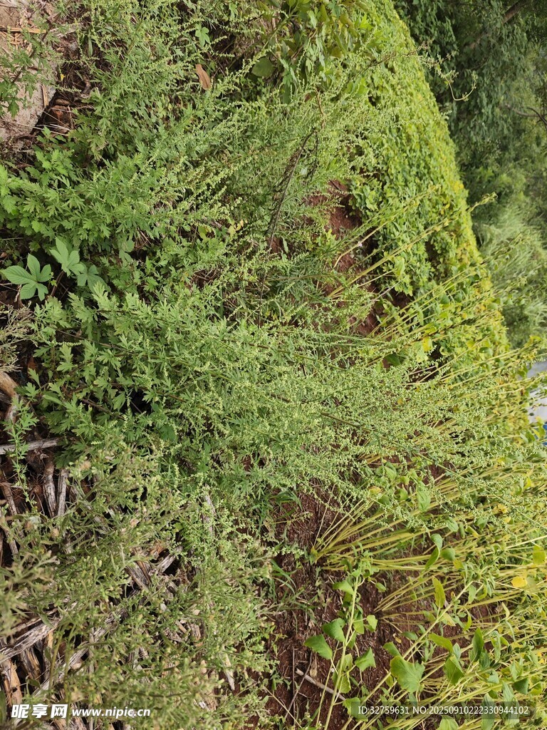 翠綠藤蔓覆蓋古老墻面